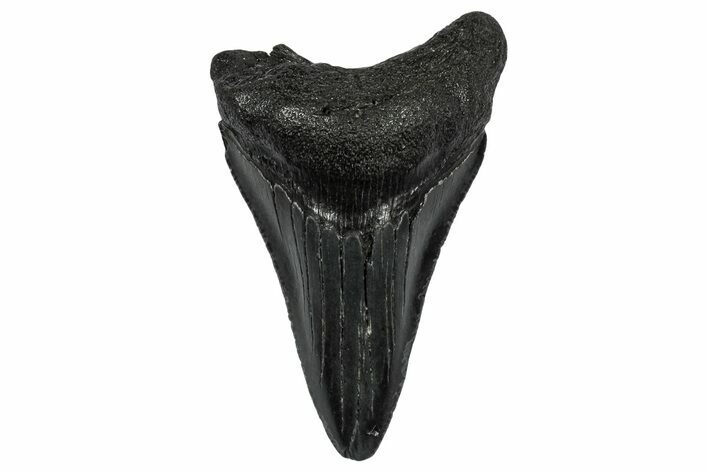 Serrated, Juvenile Megalodon Tooth - South Carolina #332171
